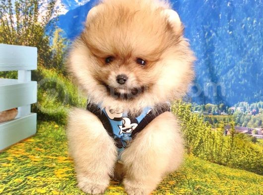 Teddy Face Pomeranian Boo Yavrularımız görsel