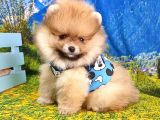 Teddy Face Pomeranian Boo Yavrularımız