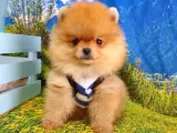 Orjinal Pomeranian Boo Yavrularımız