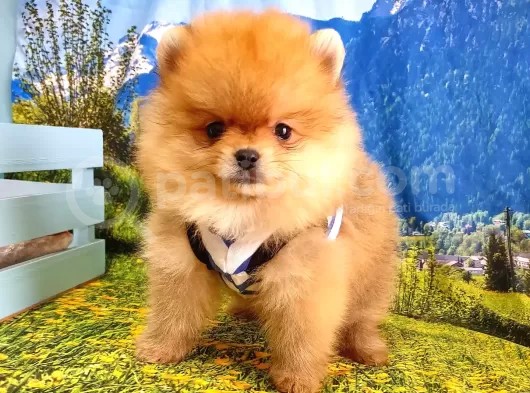 Orjinal Pomeranian Boo Yavrularımız görsel