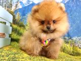 Orjinal Pomeranian Boo Yavrularımız