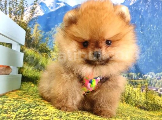 Orjinal Pomeranian Boo Yavrularımız görsel