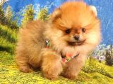 Orjinal Pomeranian Boo Yavrularımız