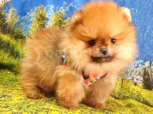Orjinal Pomeranian Boo Yavrularımız