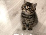 Yavrularımız Yeni Yuvalarına Gitmeye Hazır☺️