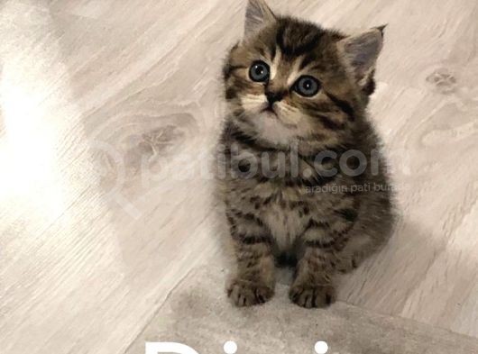 Yavrularımız Yeni Yuvalarına Gitmeye Hazır☺️ görsel