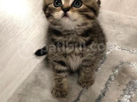 Yavrularımız Yeni Yuvalarına Gitmeye Hazır☺️ görsel