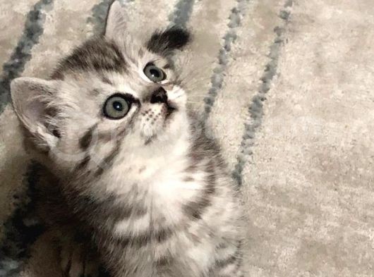 Yavrularımız Yeni Yuvalarına Gitmeye Hazır☺️ görsel
