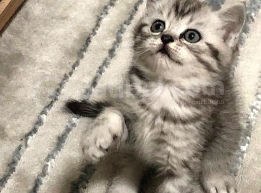 Yavrularımız Yeni Yuvalarına Gitmeye Hazır☺️ görsel