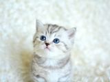 Si̇lver Tabby Ns24 Bri̇ti̇sh Shorthai̇r