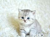Si̇lver Tabby Ns24 Bri̇ti̇sh Shorthai̇r