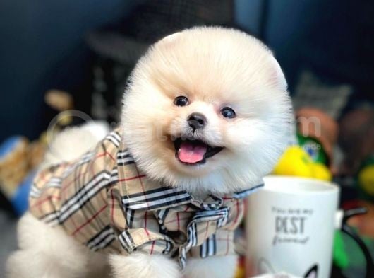 Ayı Surat Pomeranian Boo Yavrularımız