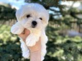 Mini Boy Maltese Sevimli Yavrular