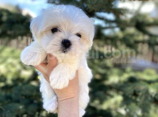 Mini Boy Maltese Sevimli Yavrular görsel