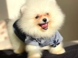 Pomeranian Boo Teddy Face Erkek Yavrumuz