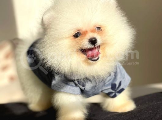 Pomeranian Boo Teddy Face Erkek Yavrumuz görsel