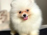 Pomeranian Boo Teddy Face Erkek Yavrumuz