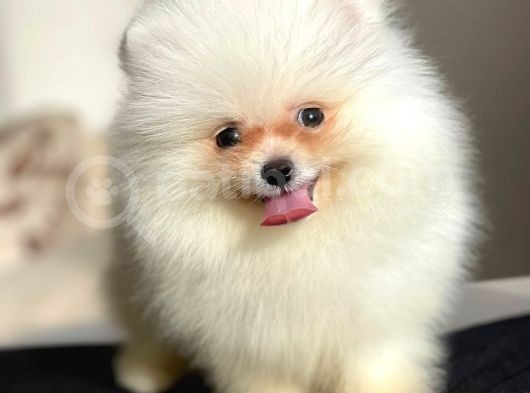 Pomeranian Boo Teddy Face Erkek Yavrumuz görsel