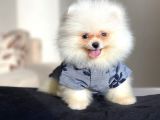 Pomeranian Boo Teddy Face Erkek Yavrumuz