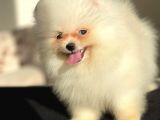 Pomeranian Boo Teddy Face Erkek Yavrumuz