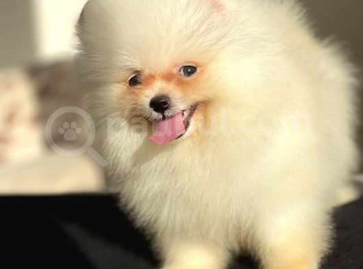 Pomeranian Boo Teddy Face Erkek Yavrumuz görsel