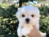 Mini Boy Maltese Sevimli Yavrular