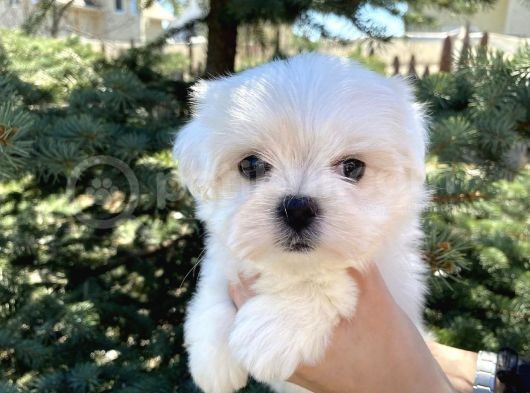 Mini Boy Maltese Sevimli Yavrular görsel