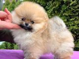 Ayı Surat Boo Pomeranian Yavrular