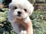 Mini Boy Maltese Sevimli Yavrular
