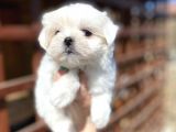 Mini Boy Maltese Sevimli Yavrular