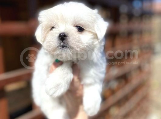 Mini Boy Maltese Sevimli Yavrular