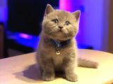 Tombul British Shorthair Bebek Yavrumuz