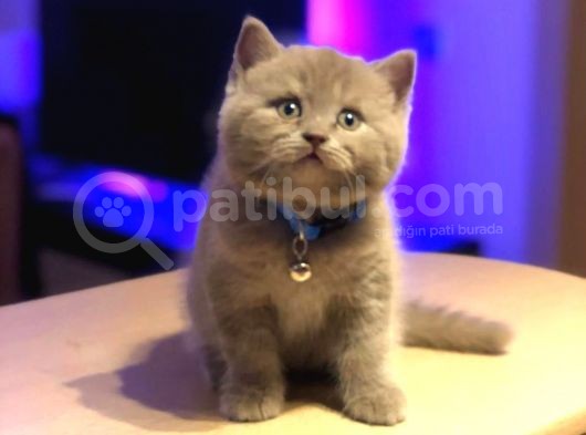 Tombul British Shorthair Bebek Yavrumuz