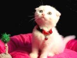 Show Kali̇te Safkan Scoti̇sh Fold Efsane Yavrumuz Si̇fi̇r Kulak