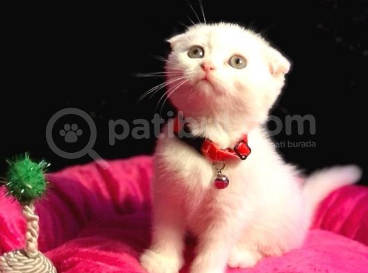 Show Kali̇te Safkan Scoti̇sh Fold Efsane Yavrumuz Si̇fi̇r Kulak görsel