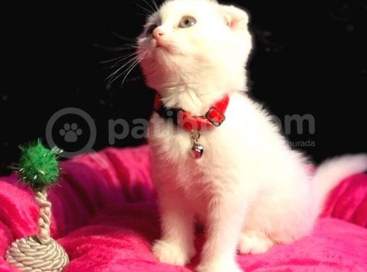 Show Kali̇te Safkan Scoti̇sh Fold Efsane Yavrumuz Si̇fi̇r Kulak görsel