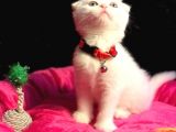 Show Kali̇te Safkan Scoti̇sh Fold Efsane Yavrumuz Si̇fi̇r Kulak