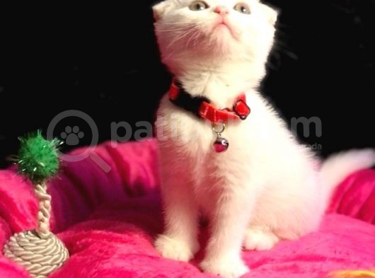 Show Kali̇te Safkan Scoti̇sh Fold Efsane Yavrumuz Si̇fi̇r Kulak