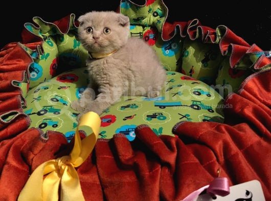 Top Kafa Efsane Scoti̇sh Fold Safkan Yavrumuz görsel