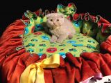 Top Kafa Efsane Scoti̇sh Fold Safkan Yavrumuz