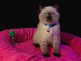Tombul British Shorthair Bebek Yavrumuz