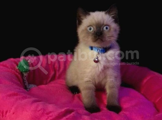 Tombul British Shorthair Bebek Yavrumuz