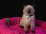 Tombul British Shorthair Bebek Yavrumuz