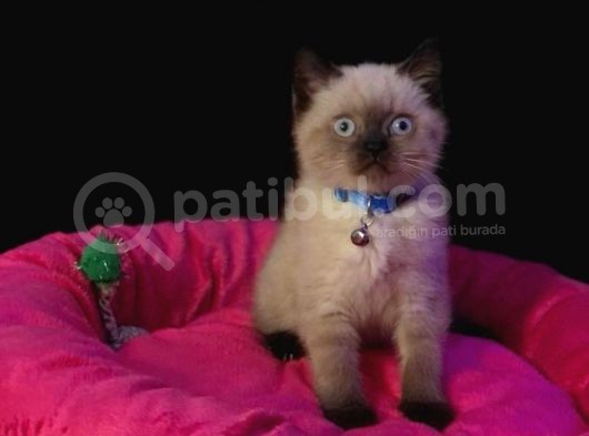 Tombul British Shorthair Bebek Yavrumuz görsel