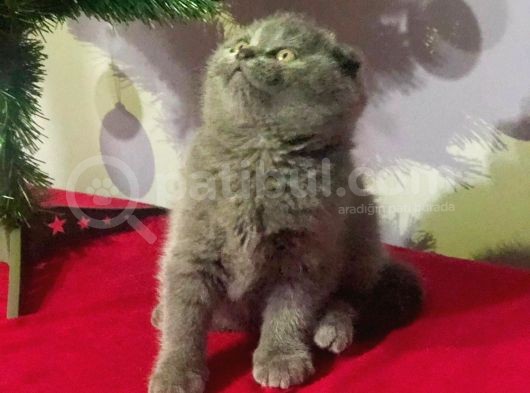 Show Kali̇te Safkan Scoti̇sh Fold Efsane Yavrumuz Si̇fi̇r Kulak görsel