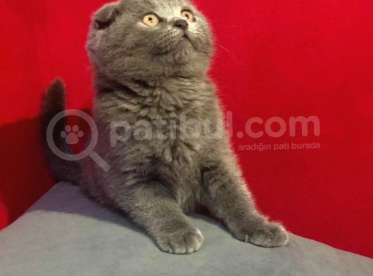 Show Kali̇te Safkan Scoti̇sh Fold Efsane Yavrumuz Si̇fi̇r Kulak