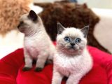 Tombul British Shorthair Bebek Yavrumuz