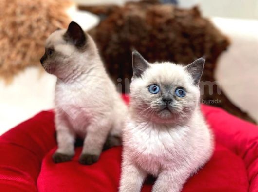 Tombul British Shorthair Bebek Yavrumuz görsel