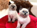 Tombul British Shorthair Bebek Yavrumuz
