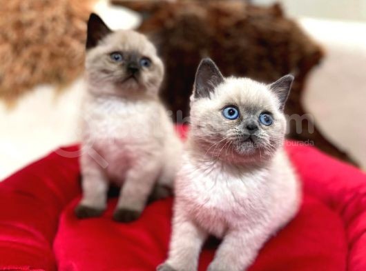 Tombul British Shorthair Bebek Yavrumuz